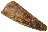 Fossil Spinosaurus Tooth - Real Dinosaur Tooth #326267-1